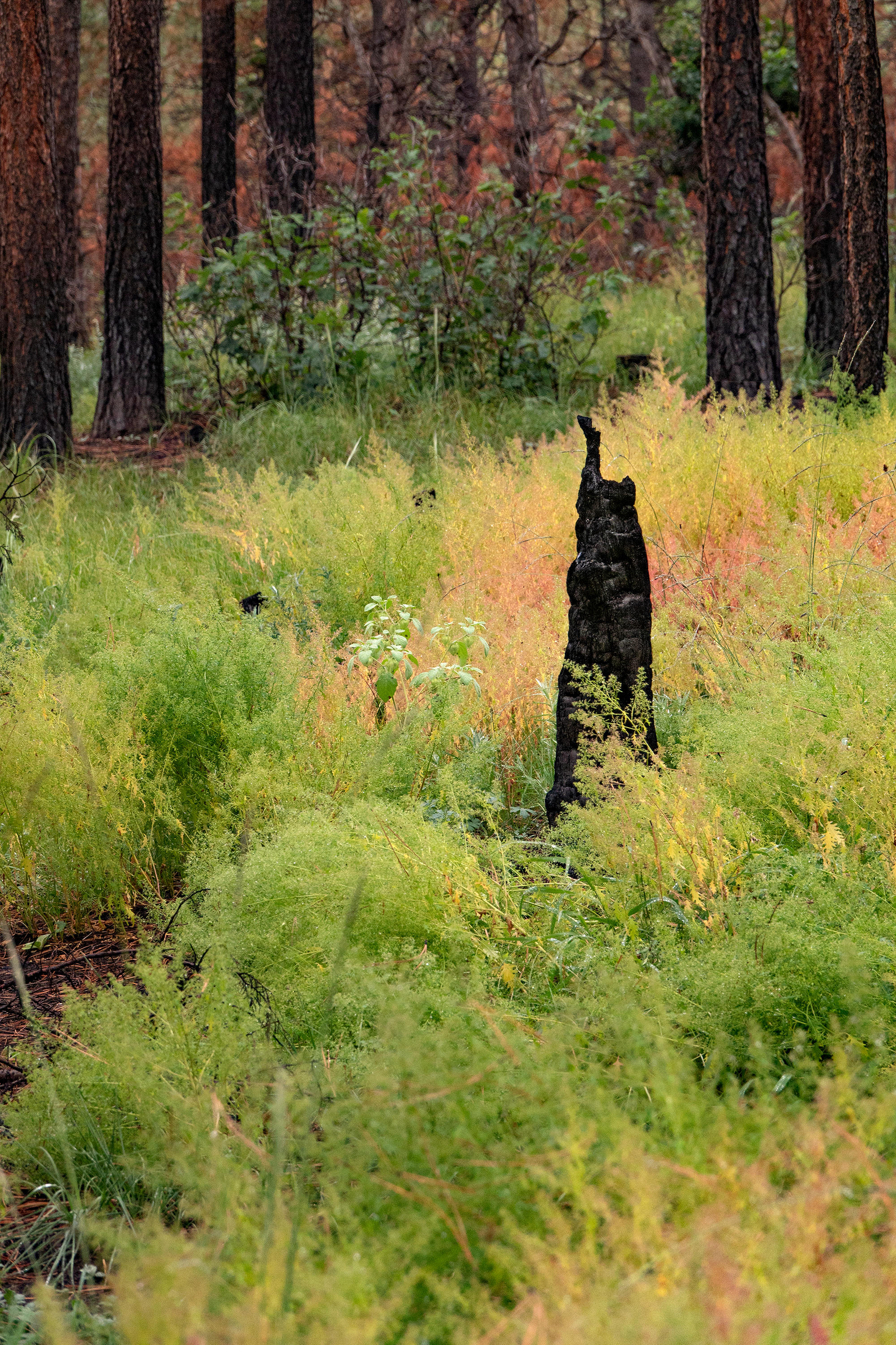 Sharon Stewart, FIRESCAPE XXVII First Growth