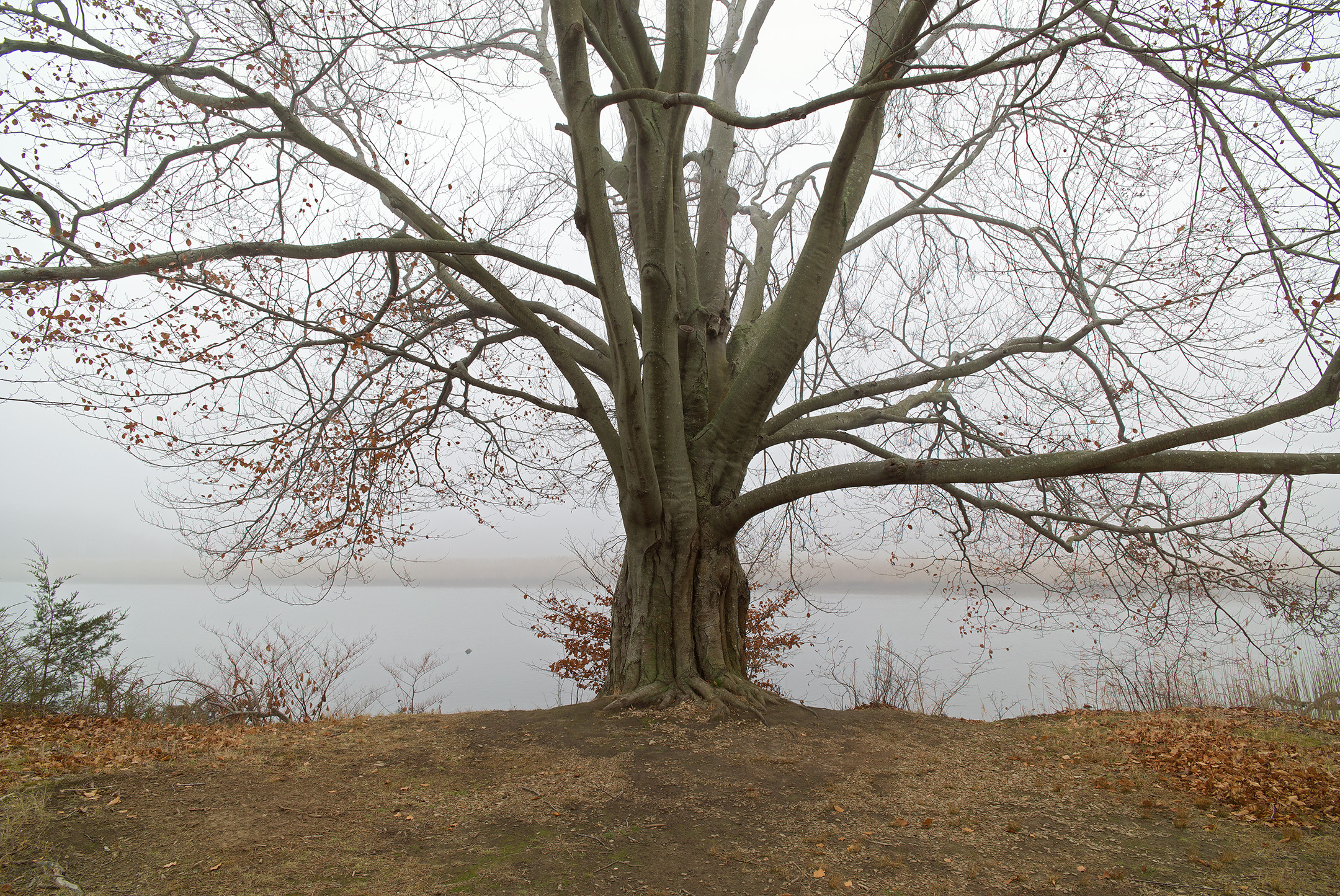 Ted Hendrickson, Tree /  Fog, Florence Griswold Museum, Old Lyme CT