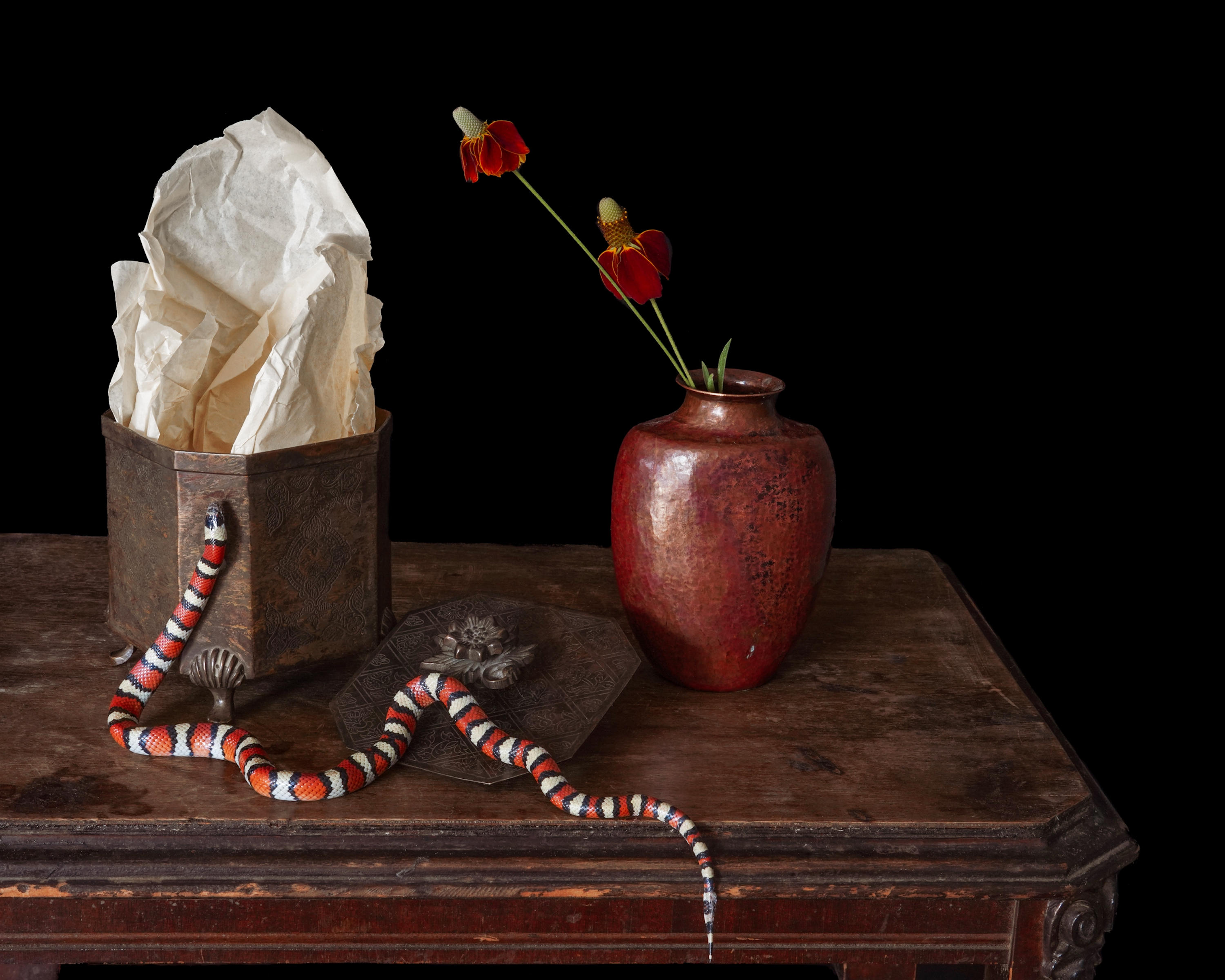 Zoe Zimmerman, Coral Snake 