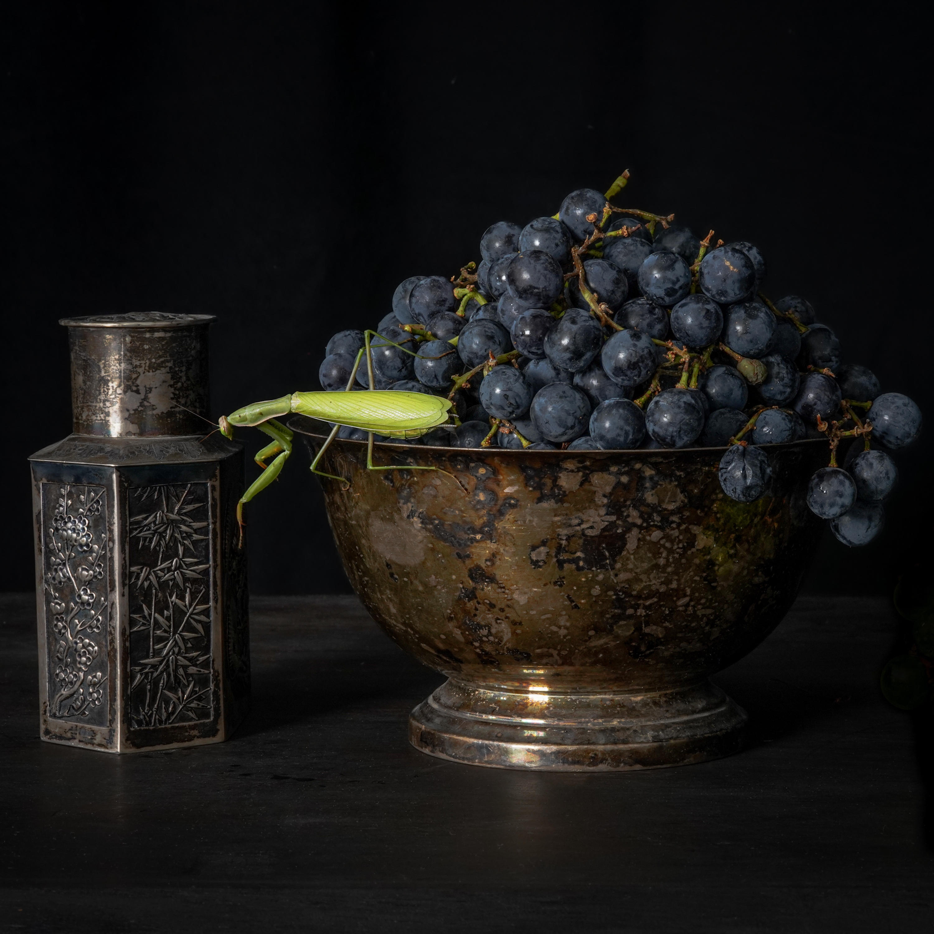 Zoe Zimmerman, Mantis