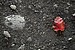 Red Leaf in the Dirt - Stickney, IL