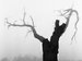 Tree in Fog