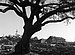 Oak Tree and destroyed Public Housing