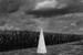 Church Steeple and Cornfield