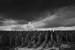 Dead Cornfield