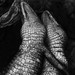 Gator Love