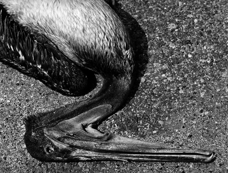 Pelican
