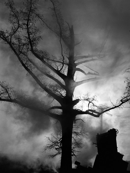 Cypress Tree