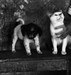 Ocotlan's Dog and Cat