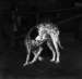 Cantania Dog