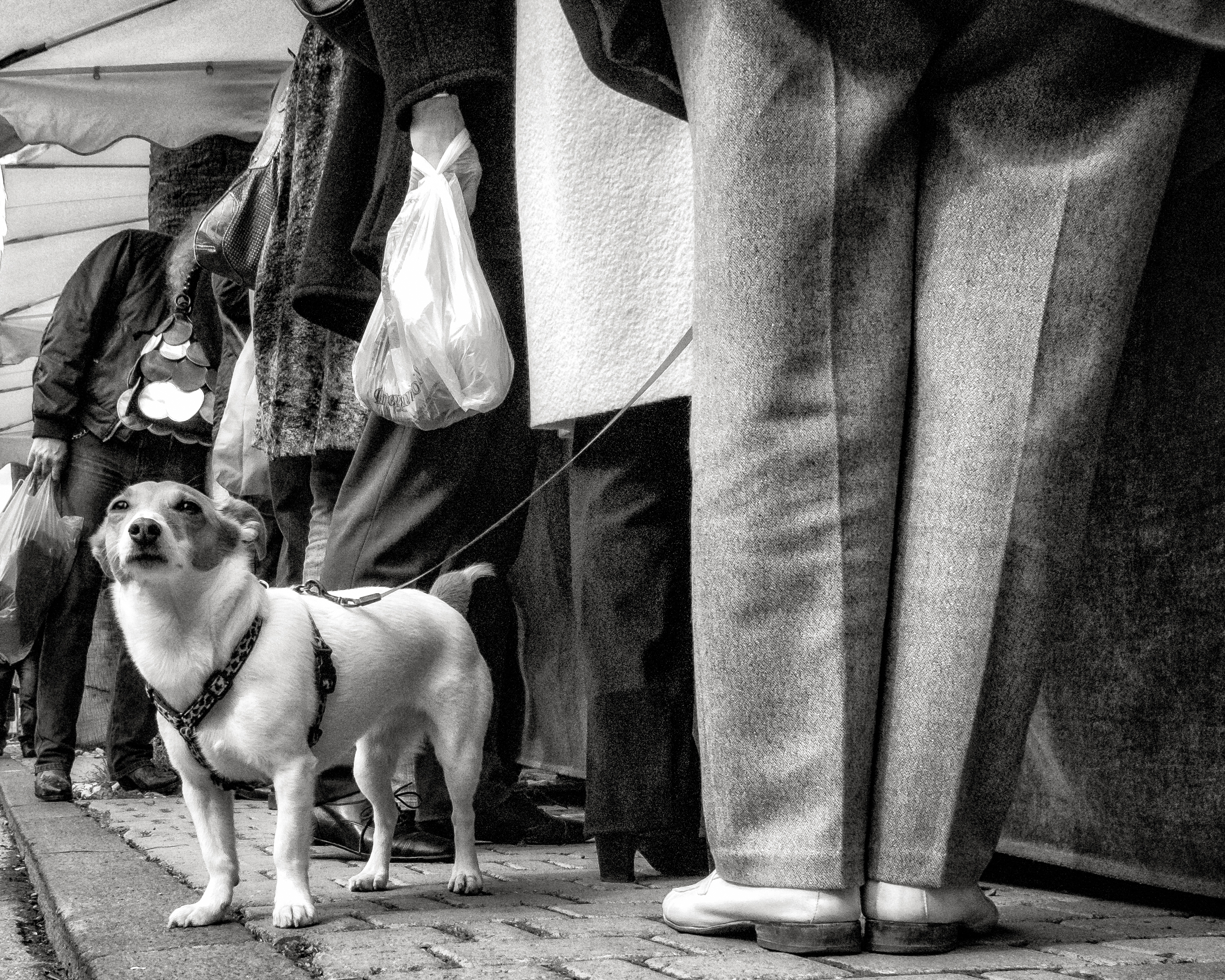J Michael Pearce, Dog's World #2