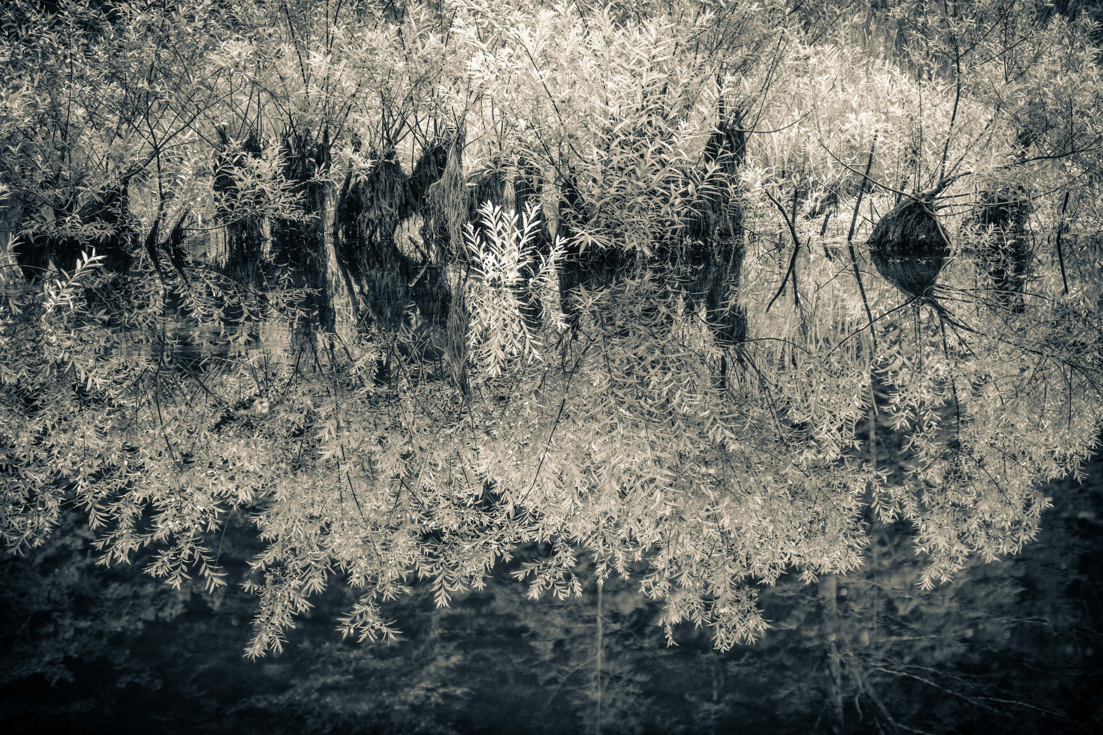 Richard Alan Cohen, Silver Light   5
