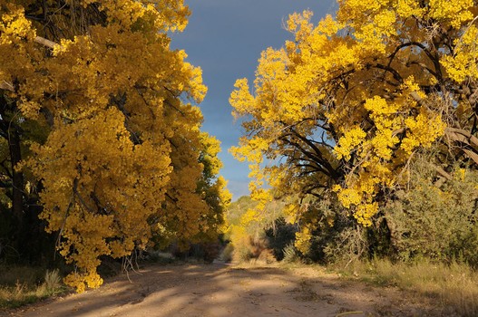 Fall Cottonwoods, Galisteo