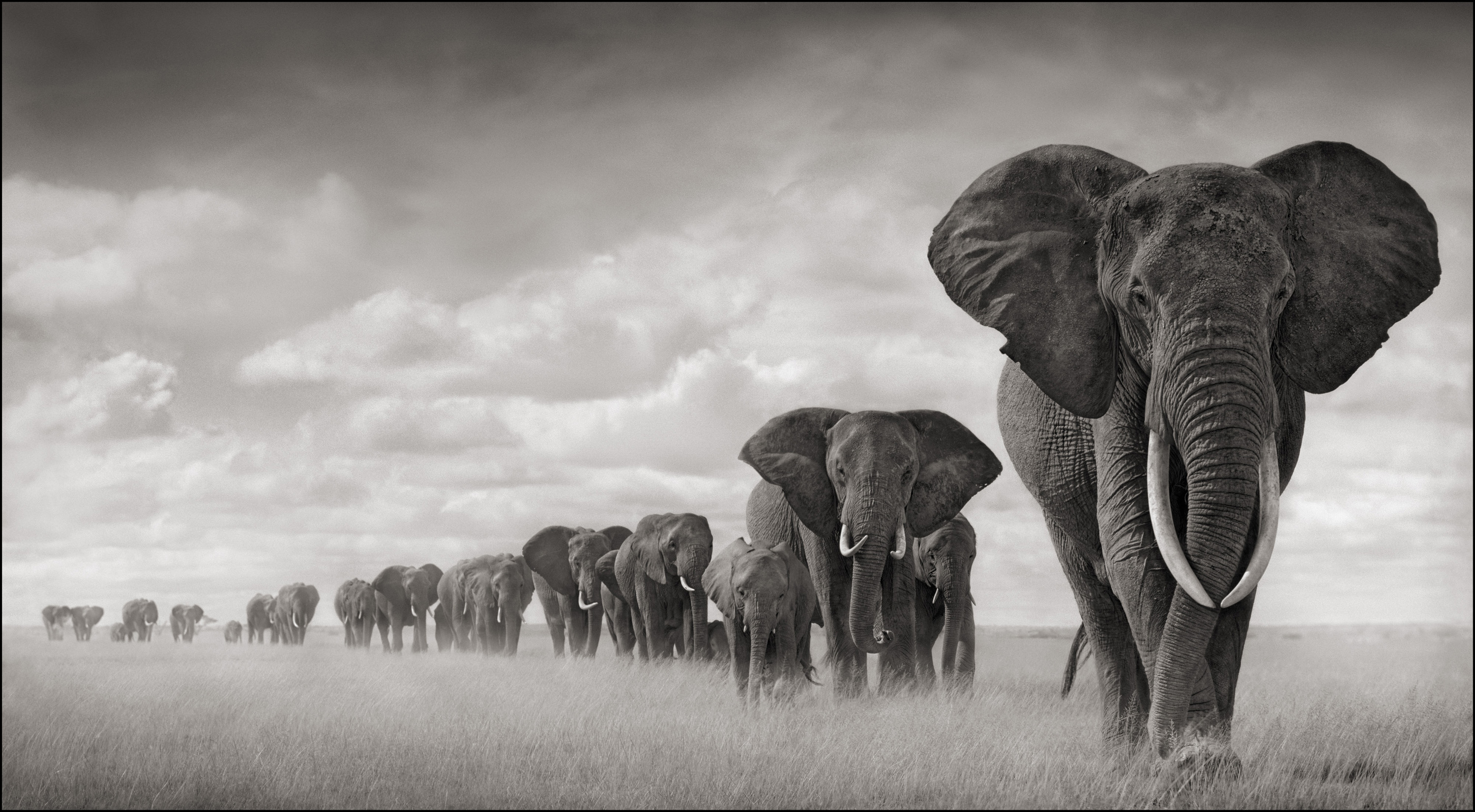 Nick Brandt | A SHADOW FALLS (2005-2008)