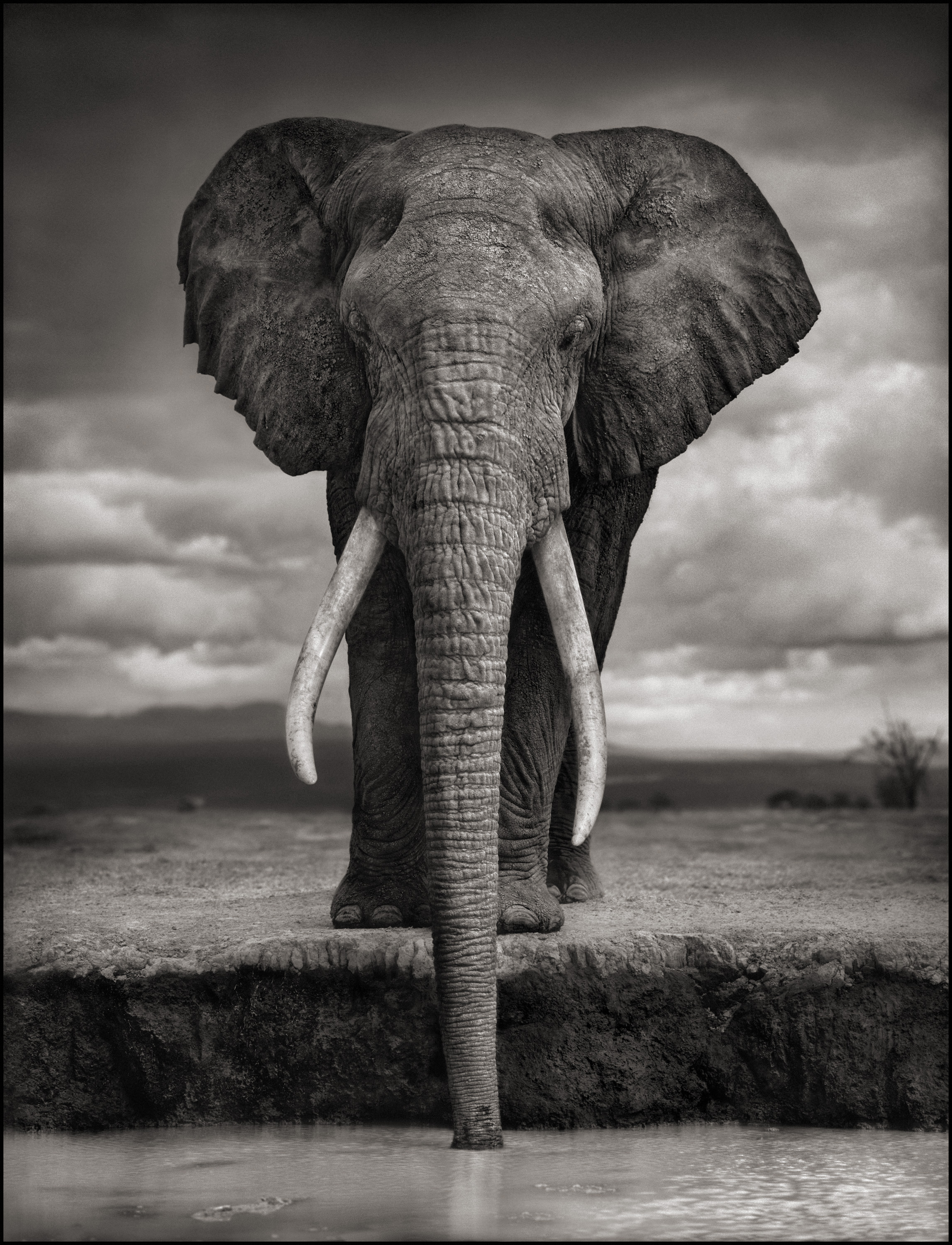 Nick Brandt | A SHADOW FALLS (2005-2008)