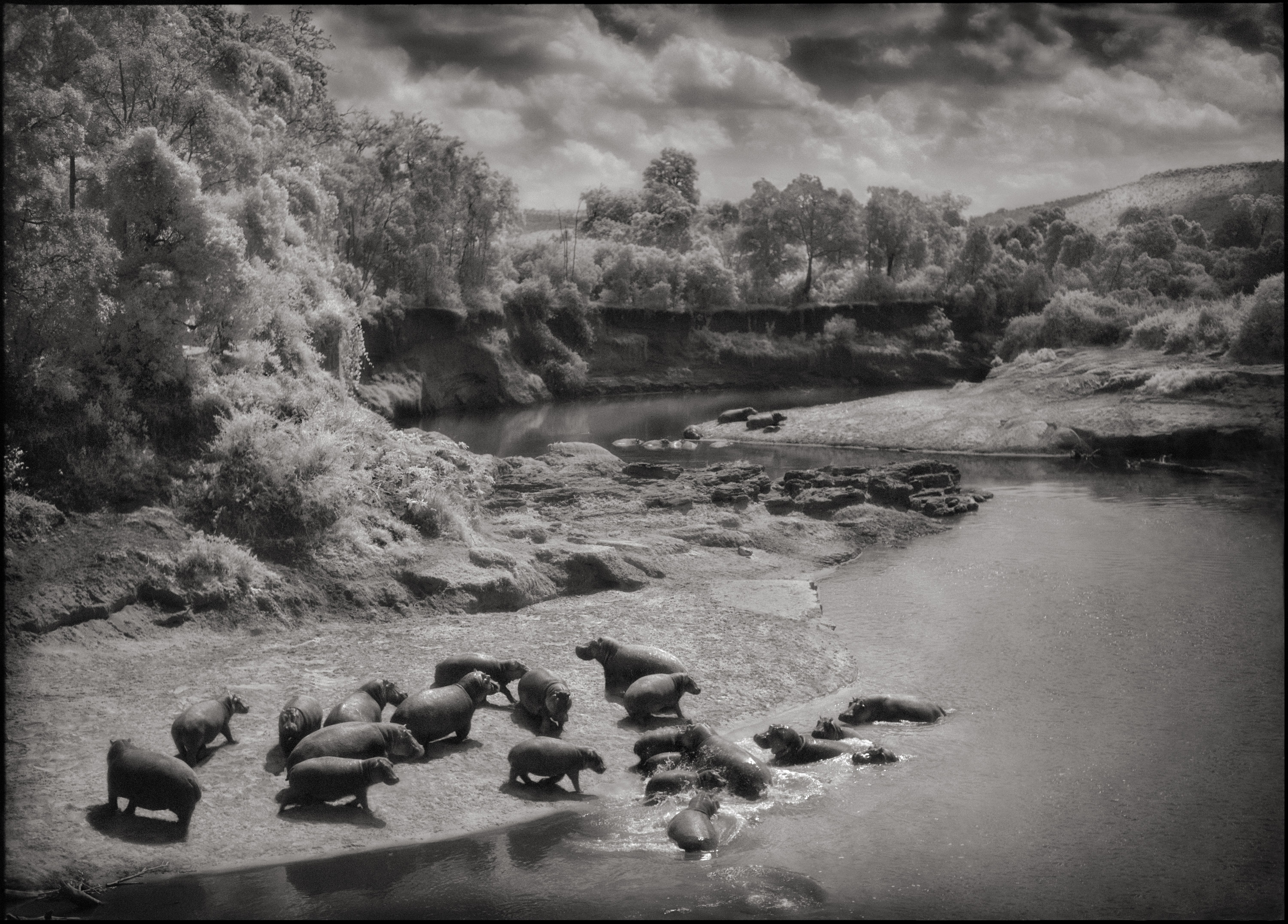Amazon.com: Nick Brandt: On This Earth, A Shadow Falls