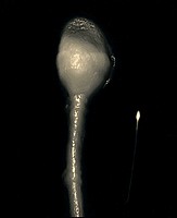 Genetic Self-Portrait: Sperm 1997