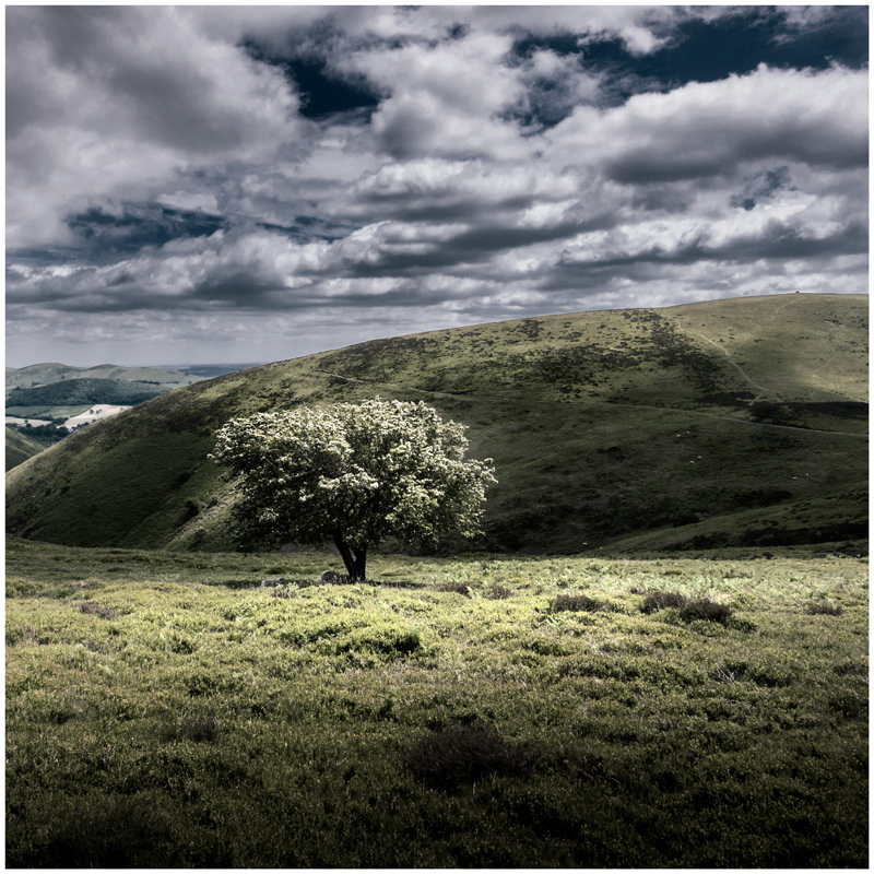 Gary Groucutt, Long Mynd Hawthorn