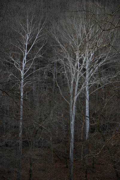 3 White Trees
