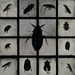 Insectare- Bugged