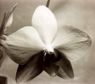 orchid I