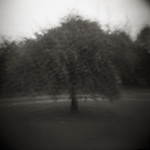 multi tree