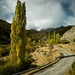 Picos Road and Trees