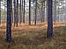 Forest floor, 121010, Jasper County SC