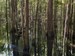 Great Swamp #1, 042413, Jasper County SC
