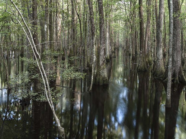 Great Swamp #1, Jasper County, SC 042413