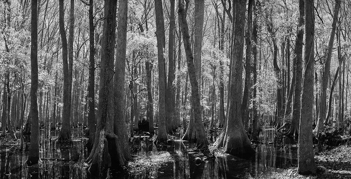 Great Swamp panorama #1, Jasper County SC  031015