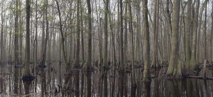 Great Swamp panorama #2, Jasper County, SC  031115