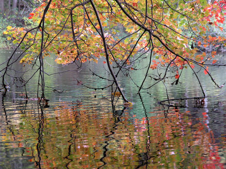 Branches & Reflections—Rhode Island