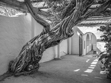Pepper Tree, Courtyard - Monterey County