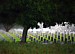 Fort Rosencrans National Cemetery, San Diego, CA