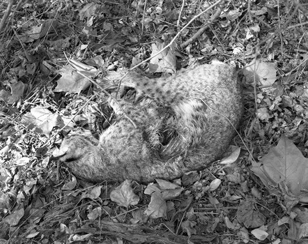 Bobcat, Scott, Arkansas