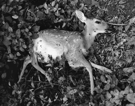 Baby Deer, Pennsylvania