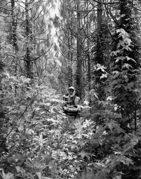 Peepaw in his pine trees, Goldsboro, NC