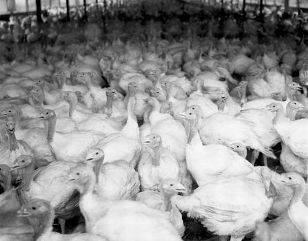 Turkey house, Goldsboro, North Carolina