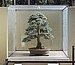 Blue Atlas Cedar 125