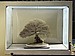 Catlin Elm, 130