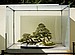 Chinese Elm Penjing, 309