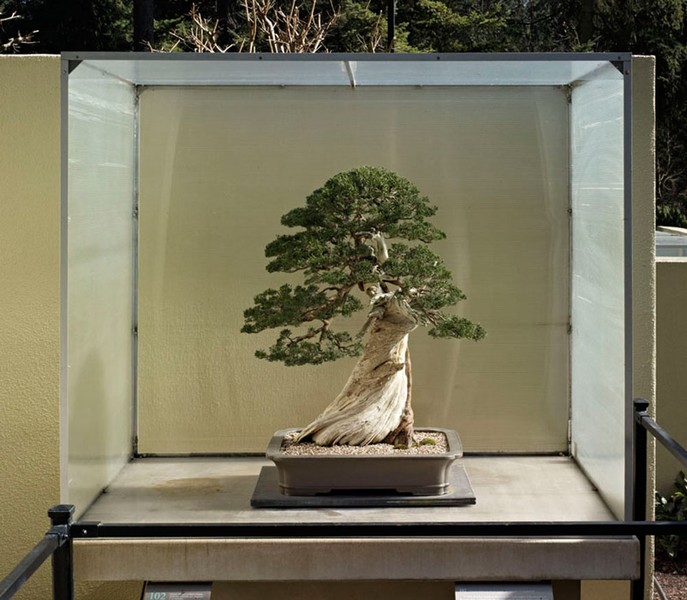 Chinese Juniper on Sierra Juniper, 102