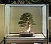 Chinese Juniper on Sierra Juniper, 102