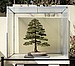 Coast Redwood, 139