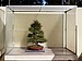 Corkbark Japanese Black Pine, 175
