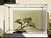 Creeping Juniper