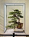 Formosan Juniper, 133