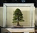 Hinoki Cypress, 219