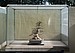 Korean Hornbeam, 215